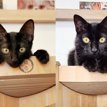 大きくなりました！