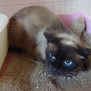 急募！元いた場所にリリースするシャム系女の子