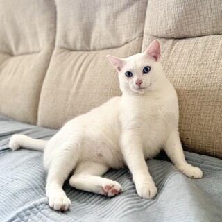 人馴れ抜群！青い目がとっても綺麗『あおいくん』