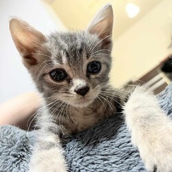 in春日井市☆子猫が沢山！保護猫をオウチに迎えよう☆2024年7月6日（土）～ ちーむ にゃいんず