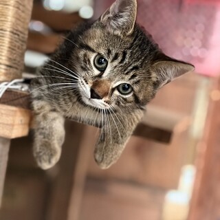 トラ模様が可愛い甘えんぼう