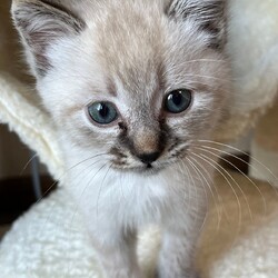 保護猫譲渡会@トキ動物病院 サムネイル2