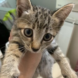 保護猫譲渡会@トキ動物病院 サムネイル3