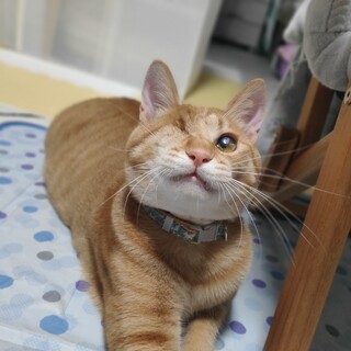 やんちゃな茶トラ♡メメくん