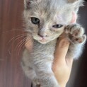 この子のニャン生託します！生後1ヶ月