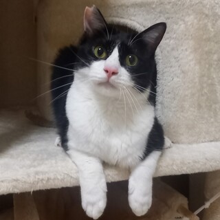 ハチワレのなるくん⭐一歳