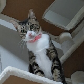 飼い主さん急死で動物病院からの依頼