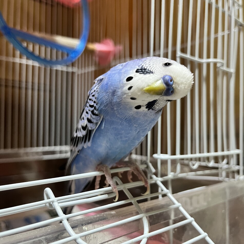 七々くんのカバー写真