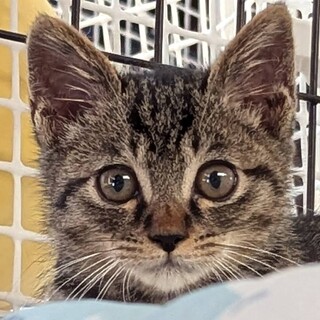 イケメンもも君