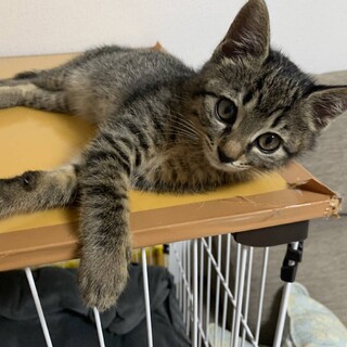 甘えん坊のキジちゃん