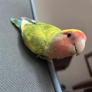 コザクラインコ︎︎ ♀  一旦〆