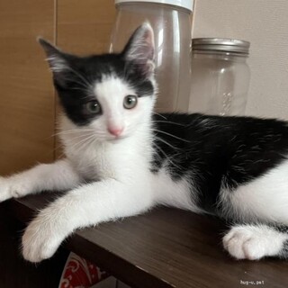 甘えん坊　とおくん