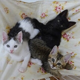 ５月初旬生まれの可愛い子猫たち♡