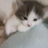 子猫の姉妹 サムネイル5