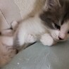 子猫の姉妹 サムネイル6