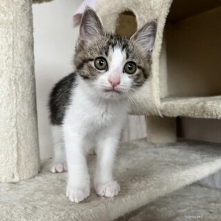 マイペース　ぐりちゃん