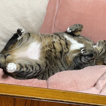 夏の暑さにボクは沈没(( _ _ ))..zzzZZ