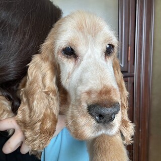 ダッフィー顔のイングリッシュ・コッカーの男の子