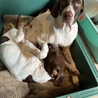 ポインター里親募集中　あと4頭