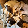ポインター里親募集中　あと4頭 サムネイル2