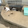 ポインター里親募集中　あと4頭 サムネイル3