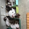 ポインター里親募集中　あと4頭 サムネイル4