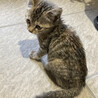 雨に濡れて泣いてた子猫を保護しました サムネイル4