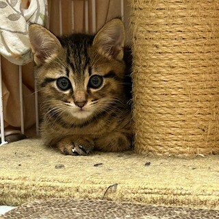 7/14　譲渡会参加　２か月　あさひ