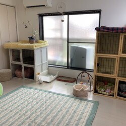 伊丹スナックちーねこふれあえる譲渡会 サムネイル2