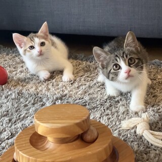 【7/15芝浦】初心者も◎くっついて寝る仲良し兄妹