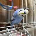 2023年10月末生。静岡雄ブルーインコ急ぎの方へ