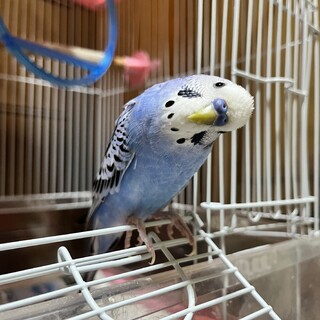 2023年10月末生。静岡雄ブルーインコ急ぎの方へ