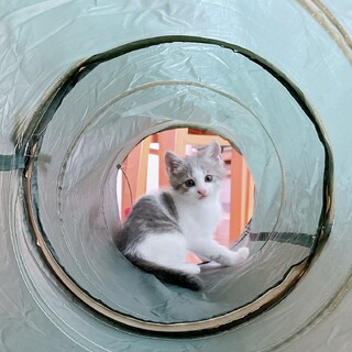 早期不妊手術チップ済　サバ白♂ 1/3