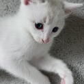 遊び好きでブルーの目が可愛らしい白猫(オス)