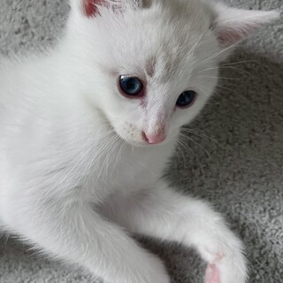 遊び好きでブルーの目が可愛らしい白猫(オス)