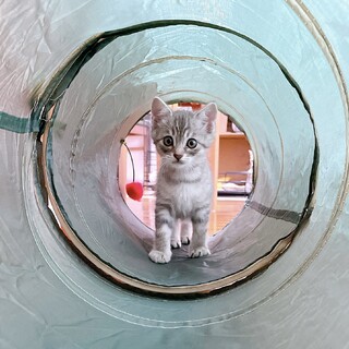 早期不妊手術チップ済　サバトラ♂ 2/3