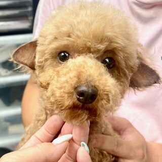 ★シニアにチャンスを★コペン★トイプー★