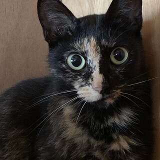 サビ猫の女の子里親さんになってください