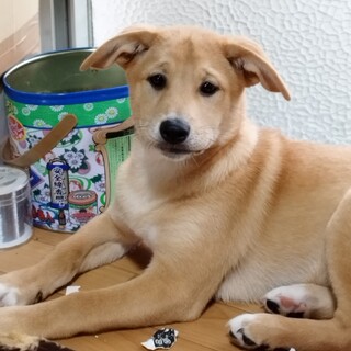 可愛いですよ！