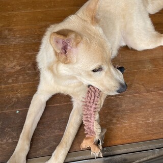 ラブラドールMIX