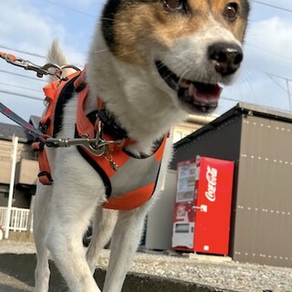 散歩大好き、元気なシニア女子サブレ