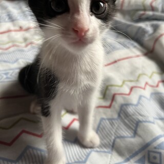 可愛がってくださる方探しております