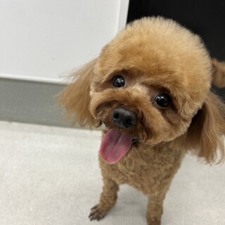 マリオ君！トライアル決まりました！