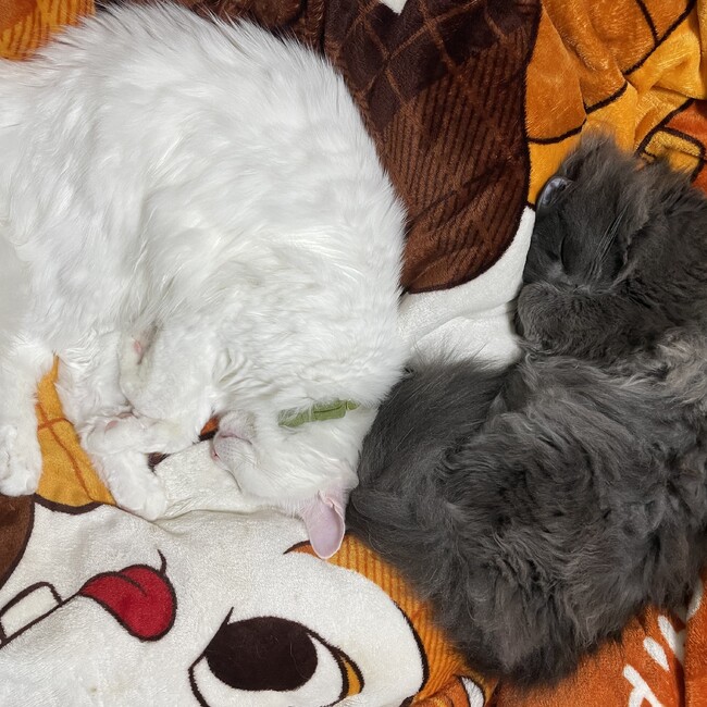 一鳶のカバー写真