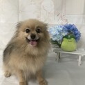 甘えんぼなポメラニアン女の子4~5歳♪♪