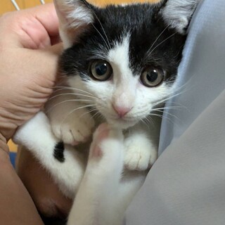 ★8/4（日）里親会参加予定「てんてん」