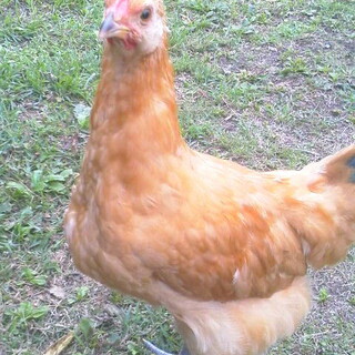 名古屋コーチン３ヶ月大雛　里親様募集