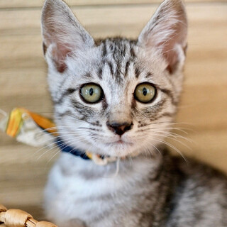 あだぁじぉ♡家族ができました