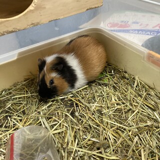 モルモット　三毛