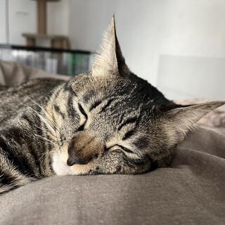 【1才3ヶ月】寝顔可愛い大人になりたてのむぎくん♂